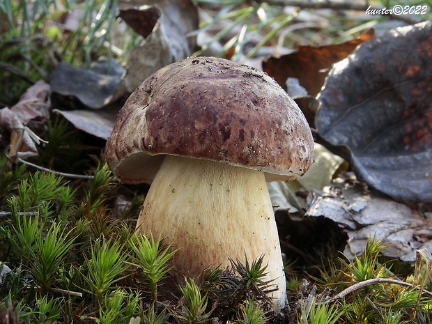 hríb sosnový Boletus pinophilus Pil. et Dermek in Pil.