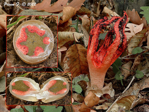 mrežovka kvetovitá Clathrus archeri (Berk.) Dring