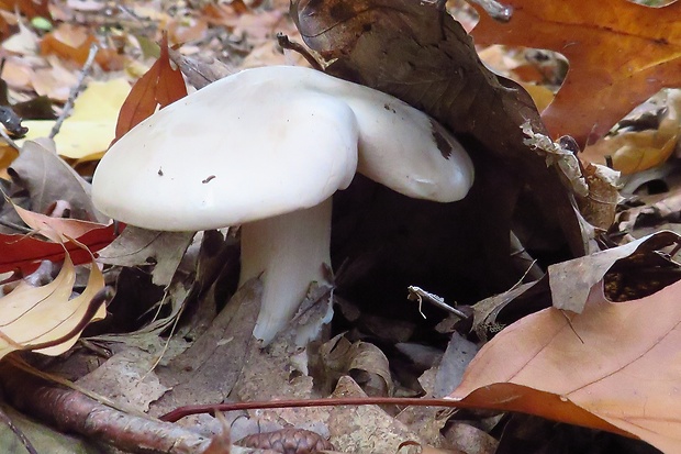 strmuľka inovaťová Clitocybe nebularis (Batsch) P. Kumm.