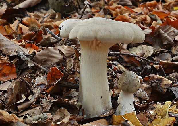 strmuľka inovaťová Clitocybe nebularis (Batsch) P. Kumm.