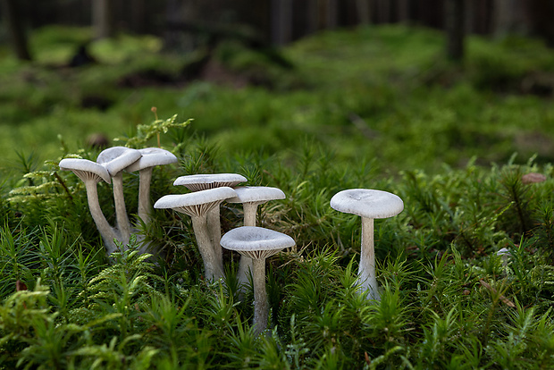 strmuľka Clitocybe sp.