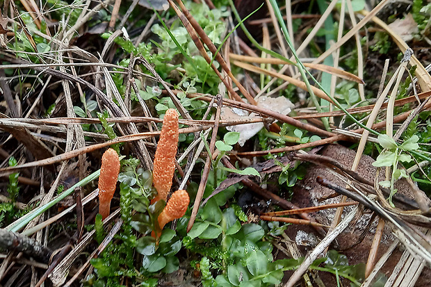 žezlovka hmyzová Cordyceps militaris (Fr.) Link