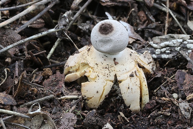 hviezdovka Geastrum britannicum J.C. Zamora