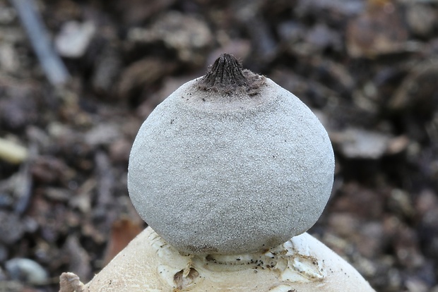 hviezdovka Geastrum britannicum J.C. Zamora