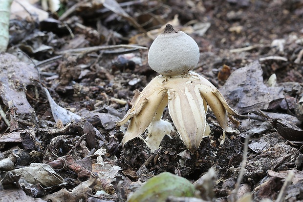 hviezdovka Geastrum britannicum J.C. Zamora