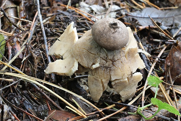 hviezdovka klenbová Geastrum fornicatum (Huds.) Hook.