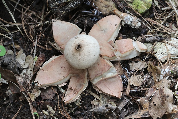 hviezdovka červenkastá Geastrum rufescens Pers.