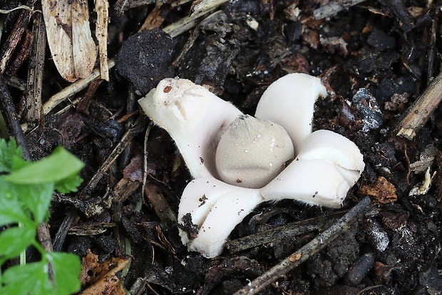 hviezdovka mechovitá Geastrum saccatum Fr.