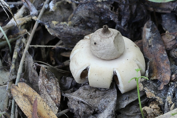 hviezdovka mechovitá Geastrum saccatum Fr.