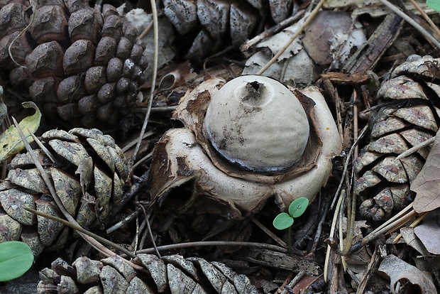 hviezdovka trojitá Geastrum triplex Jungh.