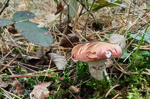 sliziak ružový Gomphidius roseus (Fr.) Oudem.