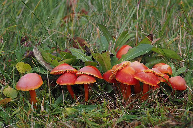 lúčnica šarlátová Hygrocybe coccinea (Schaeff.) P. Kumm.