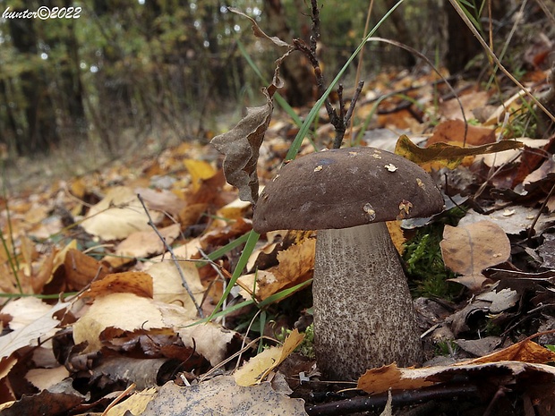 kozák brezový Leccinum scabrum (Bull.) Gray