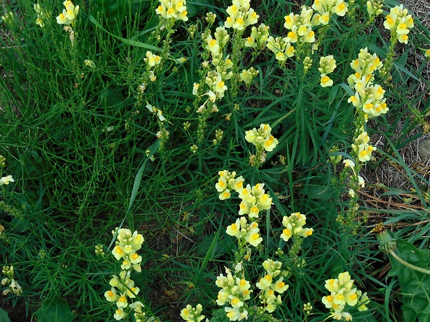 pyštek obyčajný Linaria vulgaris Mill.