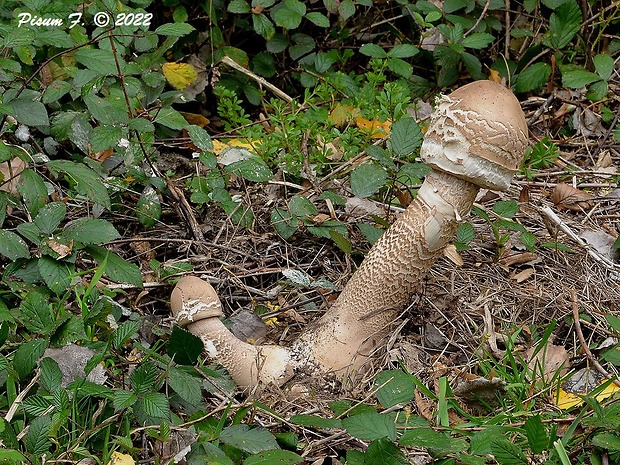 bedľa vysoká Macrolepiota procera (Scop.) Singer