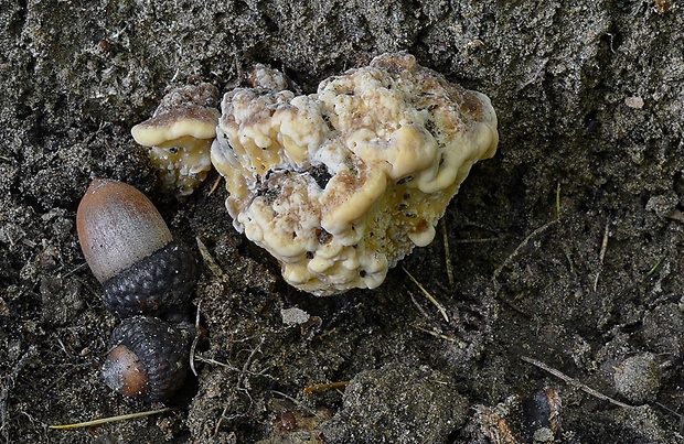 vejárovec obrovský Meripilus giganteus (Pers.) P. Karst.