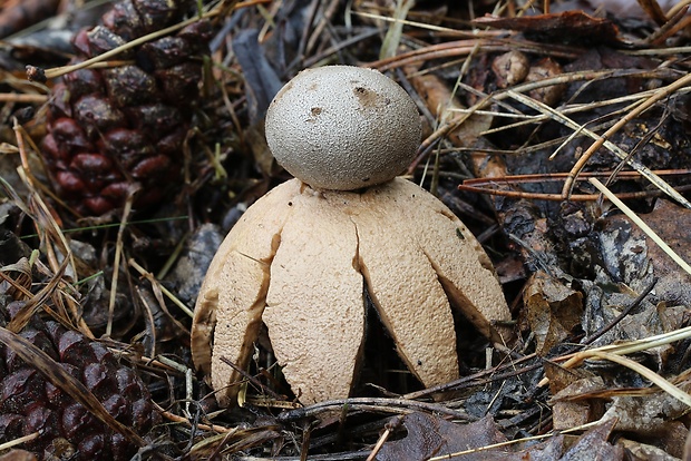 mnohokrčka dierkovaná Myriostoma coliforme (Dicks.) Corda