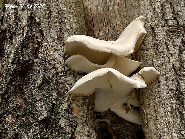 strmuľkovec Ossicaulis sp.