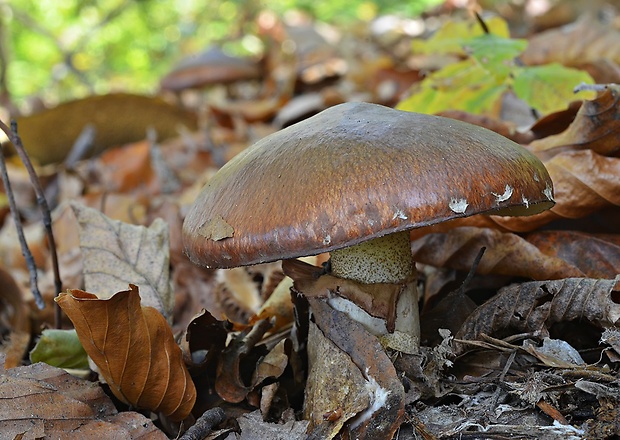 masliak obyčajný Suillus luteus (L.) Roussel