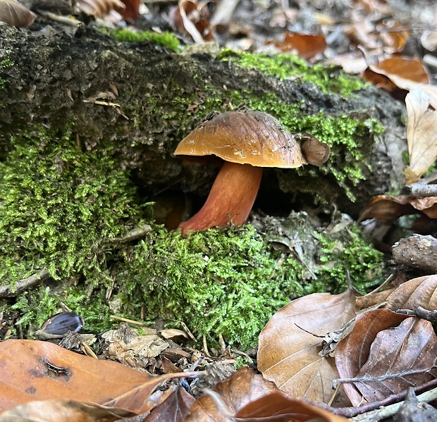 hríb zrnitohlúbikový Sutorius luridiformis (Rostk.) G. Wu & Zhu L. Yang