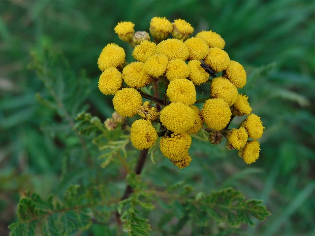 vratič obyčajný Tanacetum vulgare L.