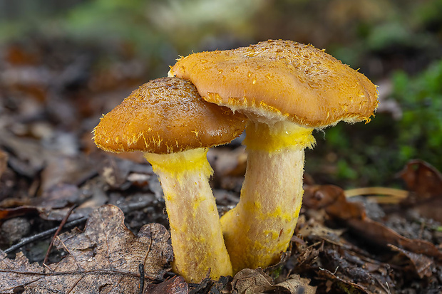 podpňovka žltá Armillaria gallica Marxm. & Romagn.