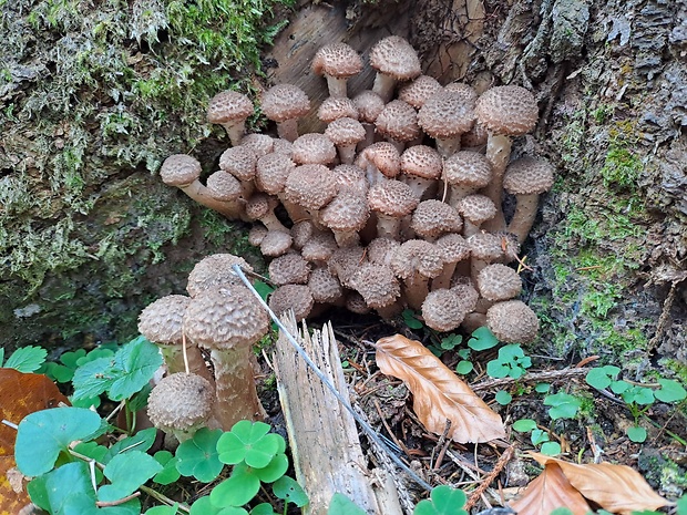 podpňovka tmavá Armillaria ostoyae  (Romagn.) Herink