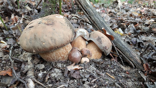 hríb bronzový Boletus aereus Bull. ex Fr.