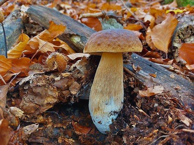 hríb smrekový Boletus edulis Bull.