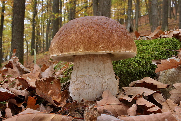 hríb smrekový Boletus edulis Bull.