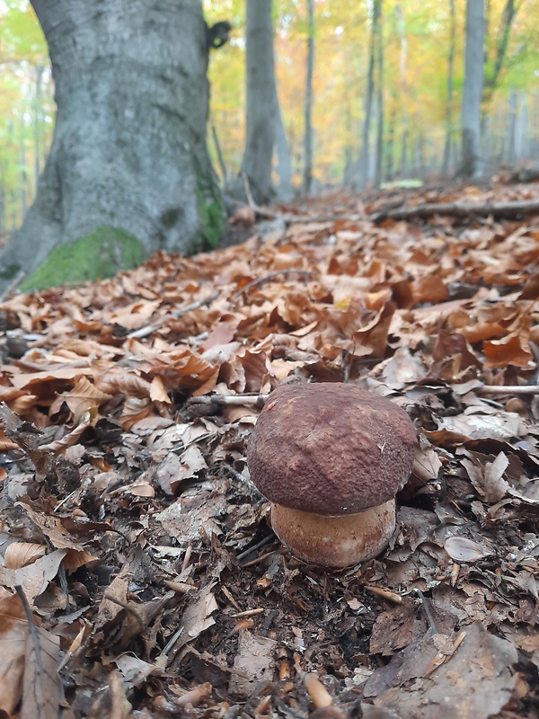 hríb sosnový Boletus pinophilus Pil. et Dermek in Pil.