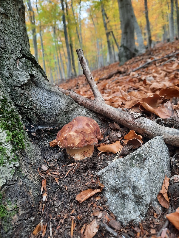 hríb sosnový Boletus pinophilus Pil. et Dermek in Pil.