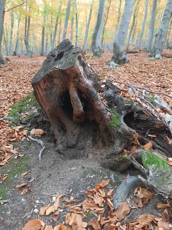 hríb sosnový Boletus pinophilus Pil. et Dermek in Pil.