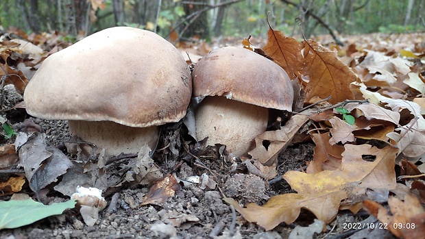 hríb dubový Boletus reticulatus Schaeff.