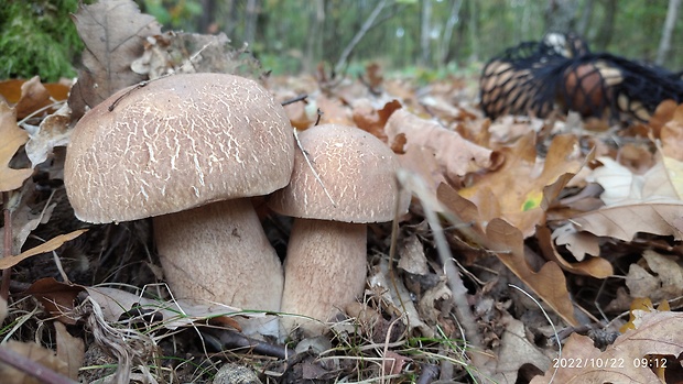 hríb dubový Boletus reticulatus Schaeff.