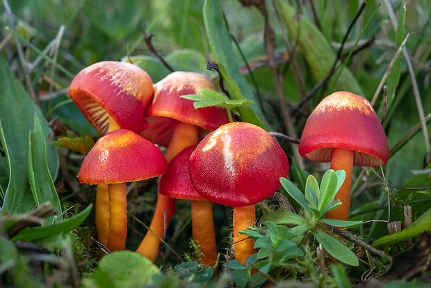 lúčnica šarlátová Hygrocybe coccinea (Schaeff.) P. Kumm.