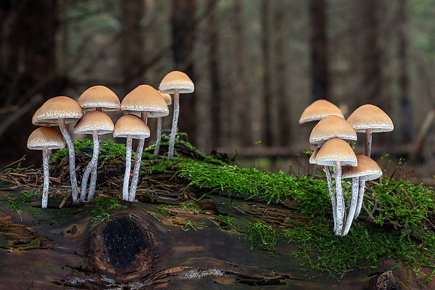 strapcovka vláknitohlúbiková Hypholoma marginatum J. Schröt.