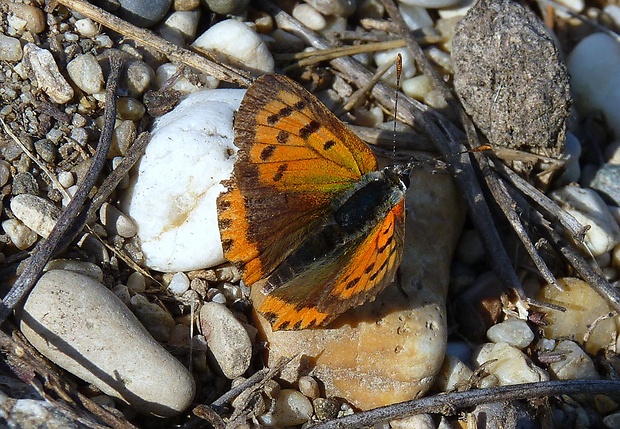 ohniváčik čiernokrídly Lycaena phlaeas