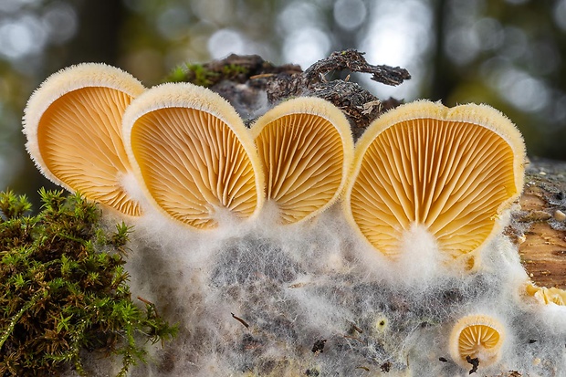 hlivník hniezdovitý Phyllotopsis nidulans (Pers.) Singer