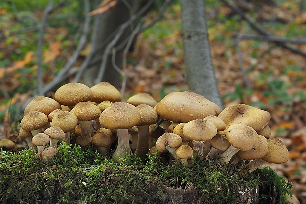 podpňovka žltá Armillaria gallica Marxm. & Romagn.