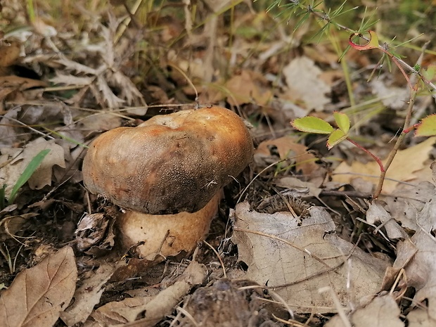 hríb bronzový Boletus aereus Bull. ex Fr.