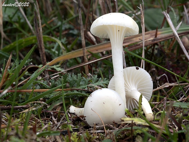 lúčnica snehobiela Cuphophyllus virgineus (Wulfen) Kovalenko