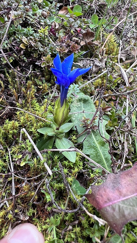 horec jarný Gentiana verna L.