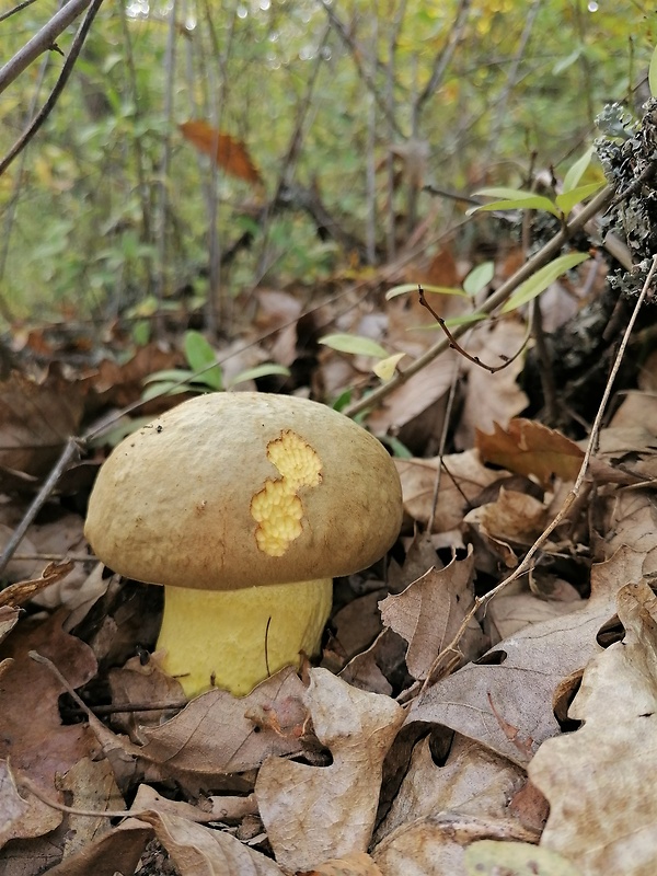 hríb plavý Hemileccinum impolitum (Fr.) Šutara