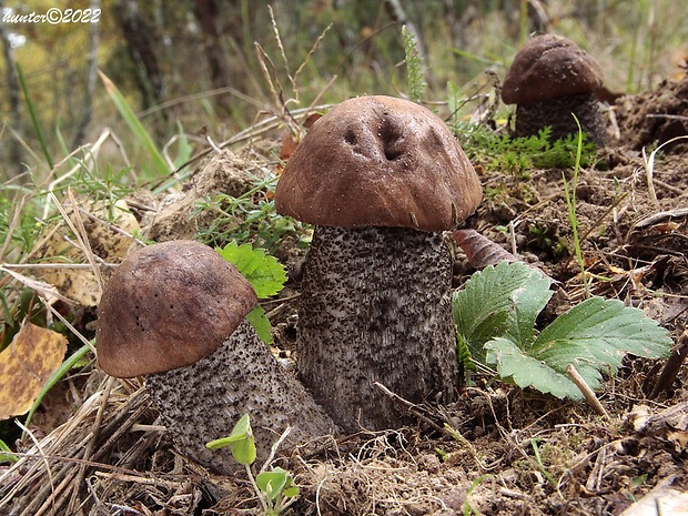 kozák čierny Leccinum melaneum (Smotl.) Pilát & Dermek