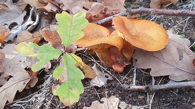 kališník hnedooranžový Omphalotus olearius (DC.) Singer