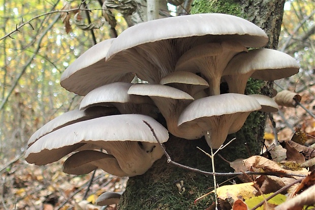 hliva ustricovitá Pleurotus ostreatus (Jacq.) P. Kumm.