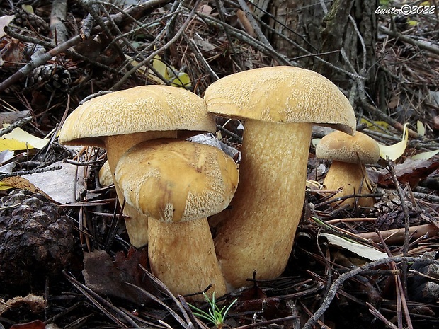 masliak strakatý Suillus variegatus (Sw.) Kuntze