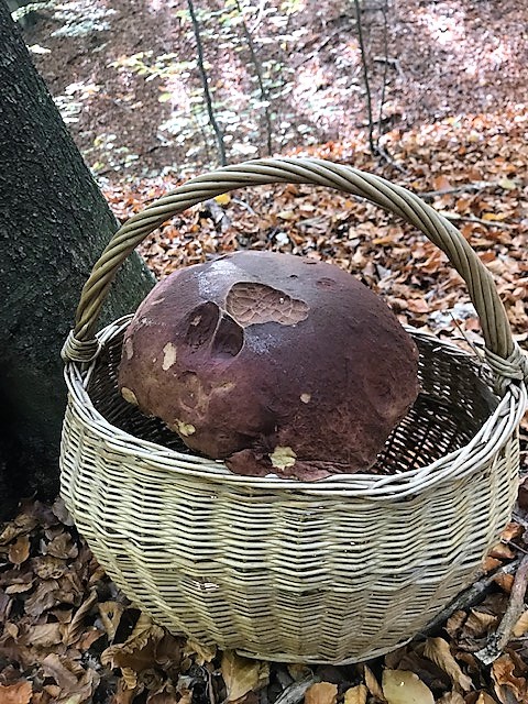 hríb sosnový Boletus pinophilus Pil. et Dermek in Pil.