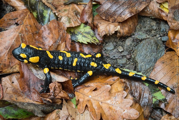 salamandra škvrnitá